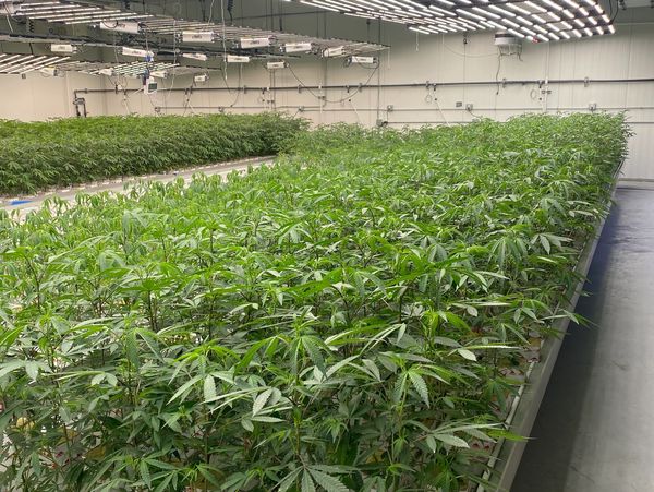 Tissue culture services, seeds, clones, teens.