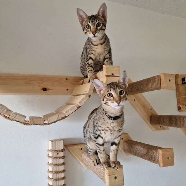 Mika and Roxi Savannahs