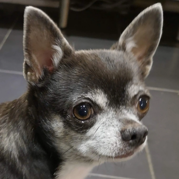 Close up image of a black color bog looking at the camera