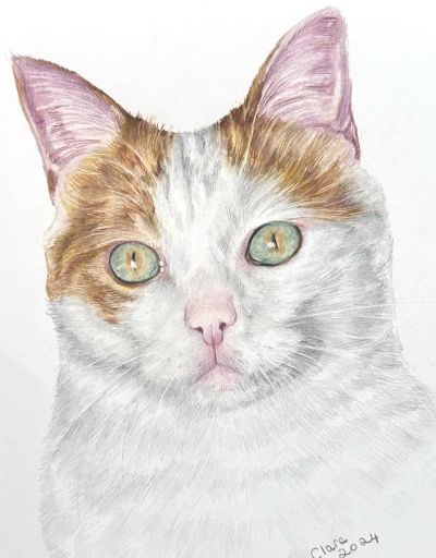 Realistic hand-drawn coloured pencil portrait of a ginger and white cat with green eyes.