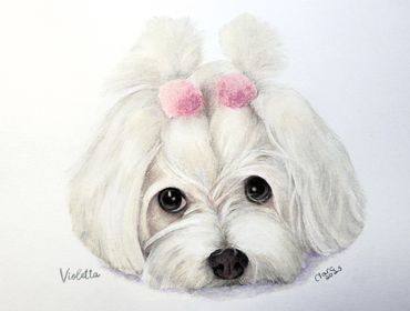 Detailed, hand-drawn portrait of a cute Maltese dog, created with coloured pencils