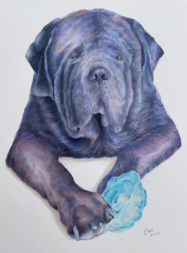Detailed and realistic, hand-drawn portrait of an Old British Mastiff, created with coloured pencils