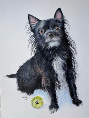 Detailed and realistic, hand-drawn portrait of a Terrier Mix created with coloured pencils.