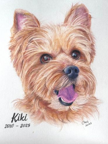 Detailed and realistic, hand-drawn portrait of a Yorkshire Terrier created with coloured pencils.