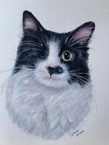 Detailed, hand-drawn portrait of a fluffy, one-eyed, tuxedo cat, created with coloured pencils