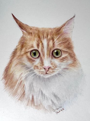 Detailed, hand-drawn portrait of a long-haired ginger cat, created with coloured pencils