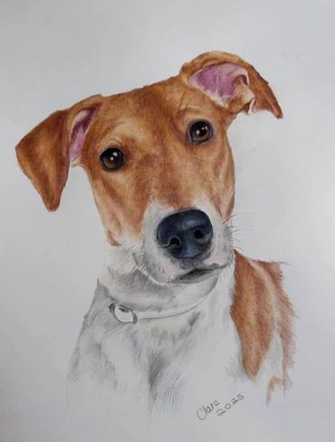Detailed and realistic, hand-drawn portrait of a Fox Terrier mix, created with coloured pencils.