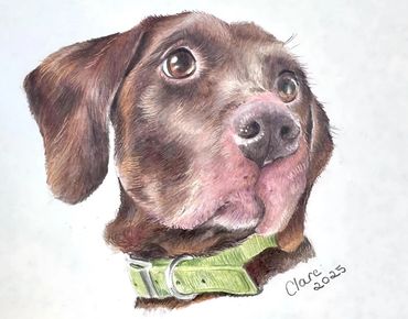 Detailed, hand-drawn portrait of a Springer dog, created with coloured pencils