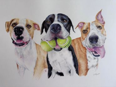 Three-dog portrait of mastiff. One mastiff holding two tennis balls in mouth.