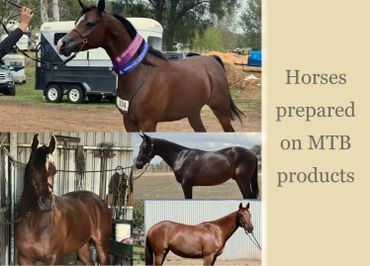 Horses prepared on MTB Equine Products
