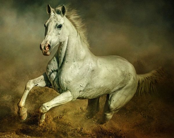 White horse in a cloud of dust