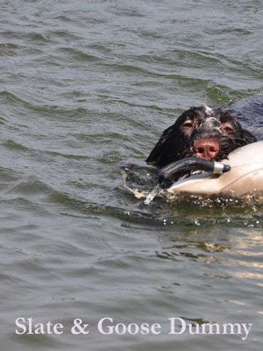 Slate vom Dornenberg, SC