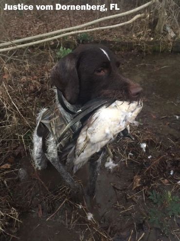 Briar Ridge Kennels Drahthaars