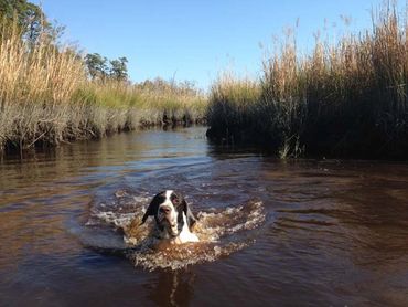  Archer vom Dornenberg, NJ