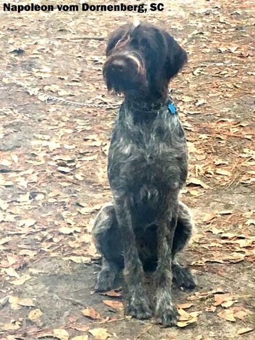 Napoleon Vom Dornenberg