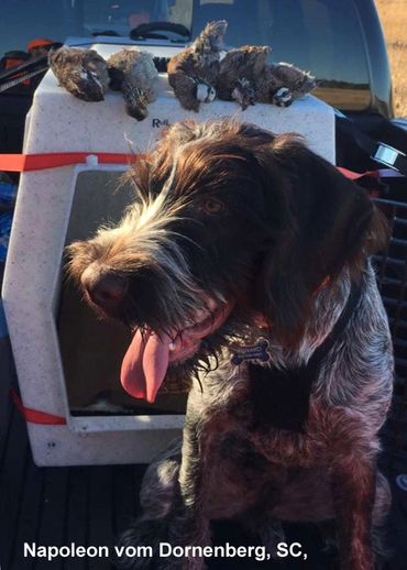 You'll find all of Briar Ridge Kennels Drahthaars are bred for hunting.