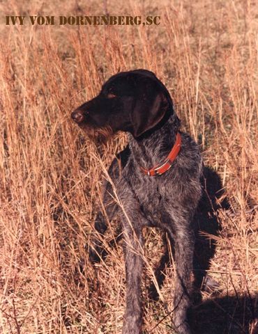 Ivy vom Dornenberg, SC