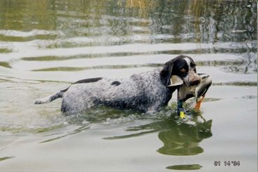 Partner  vom Dornenberg, MS (Duck))