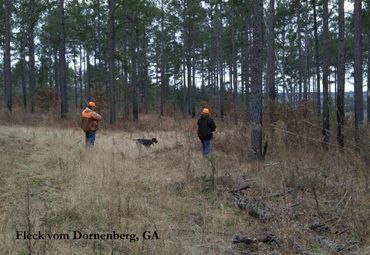 Fleck vom Dornenberg, GA (Quail)