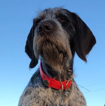 Baer vom Dornenberg, NC up close and personal