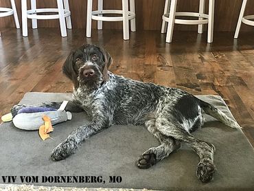 Resting Drahthaar face