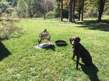 Pate & hawk ..Pate knows to ignore the bird