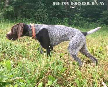 Great hunting Drahthaar