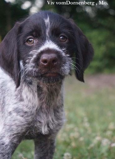 Drahthaar puppies are the best