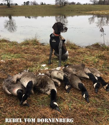 Briar Ridge Kennels Drahthaars are superior hunters