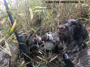 Drahthaars are bred for hunting