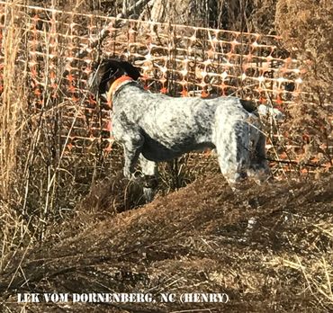 Lek Von Dornenberg NC