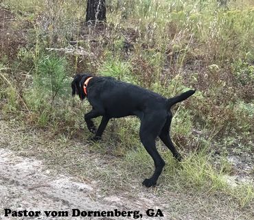 Locked up on Quail in Georgia