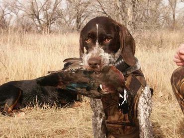Moss vom Dornenberg, MS (Wood duck)