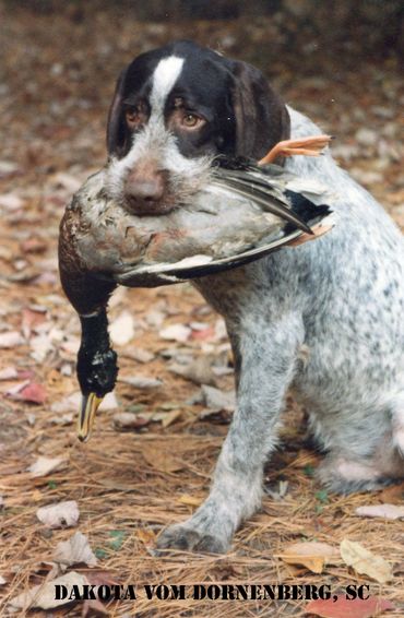 Dakota Vom Dornenberg, SC