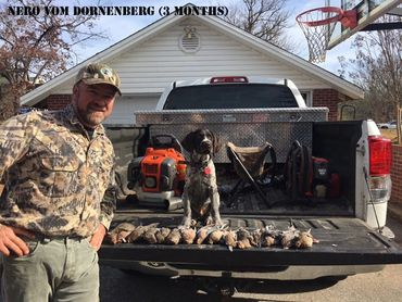 Nero  vom Dornenberg, MS (Dove)  3 months old