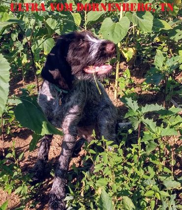 Our Breeds are a cut above