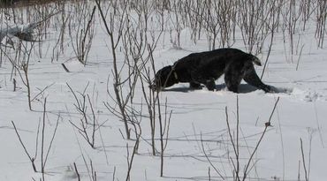 All of our Drahthaars are bred to be top hunting dogs