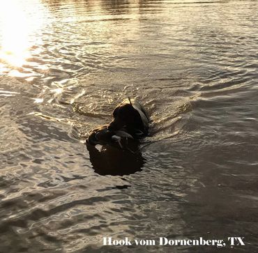 Briar Ridge Kennel Drahthaars are the best hunting dogs you can find.