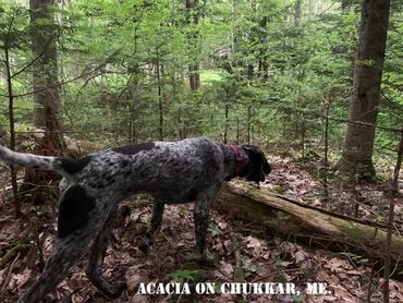 Drahthaars love to hunt