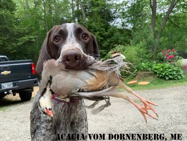 Drahthaar with his prize