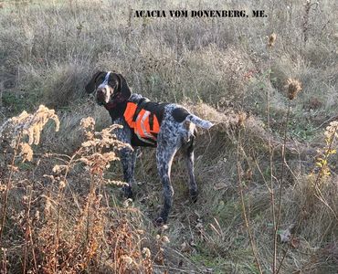 Drahthaar on the hunt