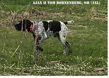 Drahthaar on the hunt for ducks