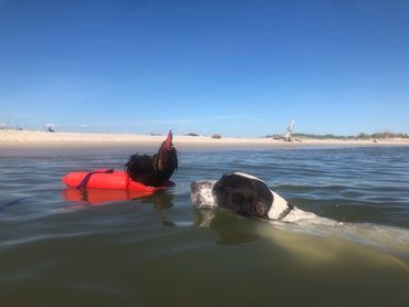 Drahthaar swimming at the beach