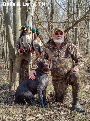 Another successful duck hunt thanks to my Drahthaar