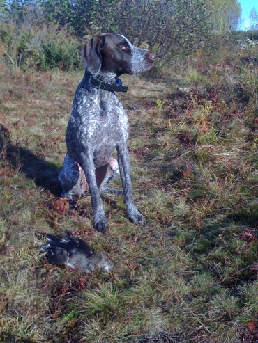 Eider vom Dornenberg, NH