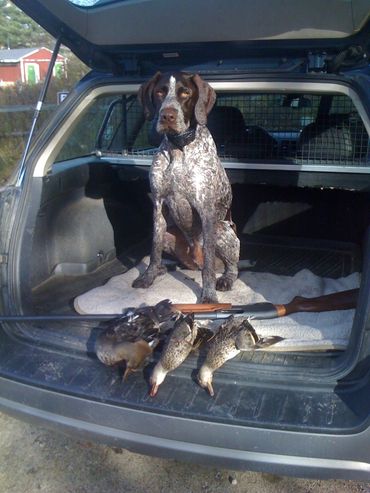 Eider vom Dornenberg, NH