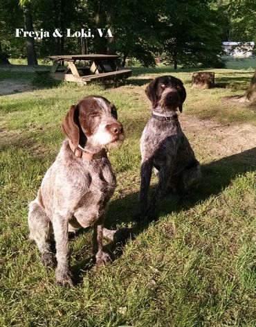 Freyja & Loki, vom Dornenberg. VA