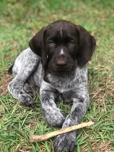 Drahthaar Pups come with FDSB registration papers, pedigree, health certificate, shots and worming.