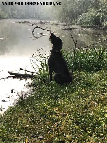 Narr  vom Dornenberg, NC