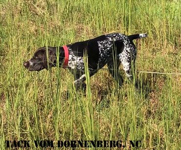 Tack v. Dornenberg, NC